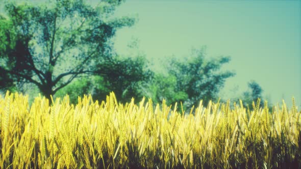 Scene of Sunset or Sunrise on the Field with Young Rye or Wheat in the Summer alt