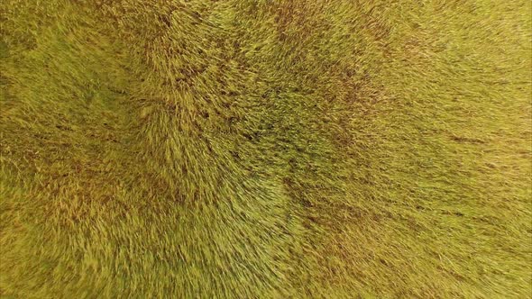 Aerial footage of a wheat field blowing in the wind making patterns