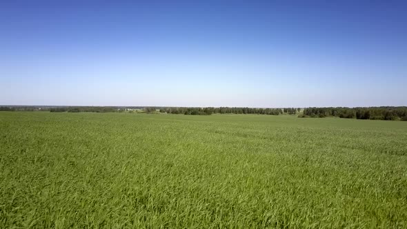 Boundless Field with Green Grass and Bright Blue Sky