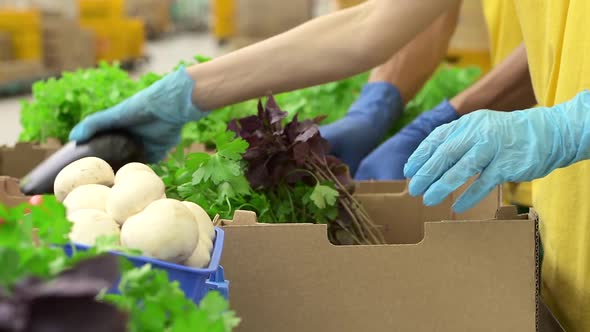 Closeup View of Two People Putting Fresh Vegetables Into Boxes While Standing in Warehouse Spbd