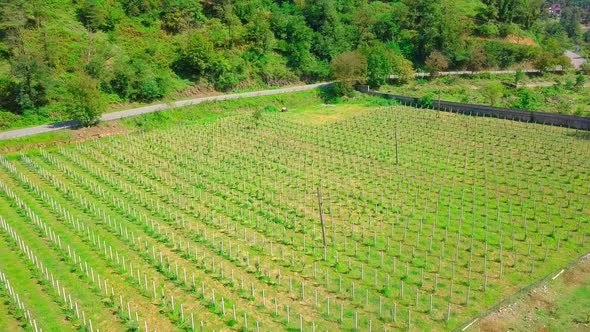 Aerial video recording. Fields of a young spring vineyard. New fresh sprouts.