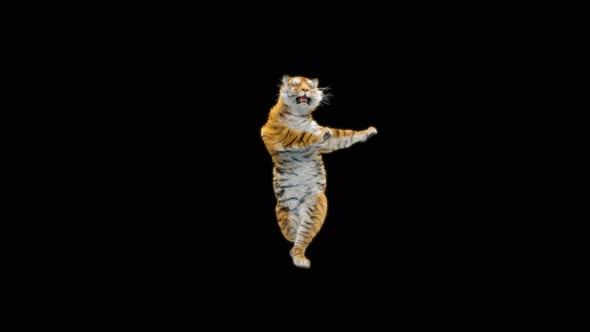 Tiger Dancing 4K