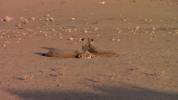 Two African Lions lie contentedly in the Kalahari Desert sunshine