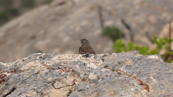 Gray Brown Little Bird Waiting On Grey Rock