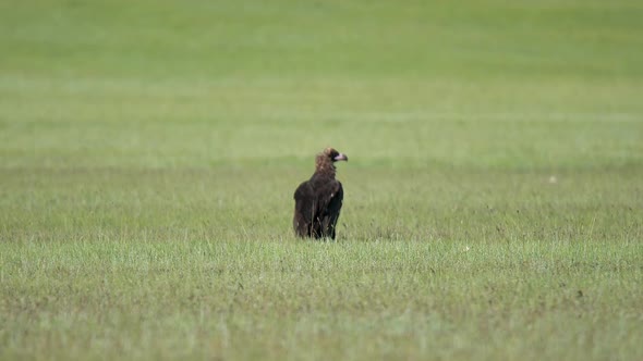 Free Wild Cinereous Vulture Bird in Natural Habitat of Green Meadow