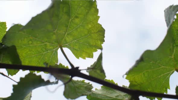 Detail of wet vine leaves at vineyard in Galicia