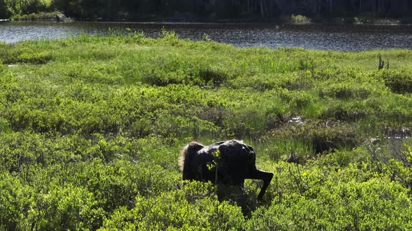 Moose trekking through shoreline of river vegetation foraging