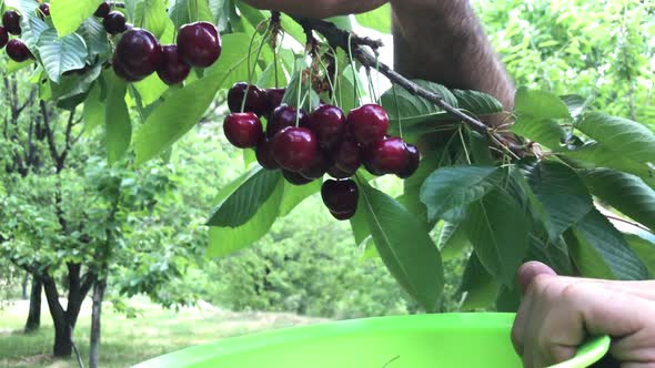 Cherry Picking