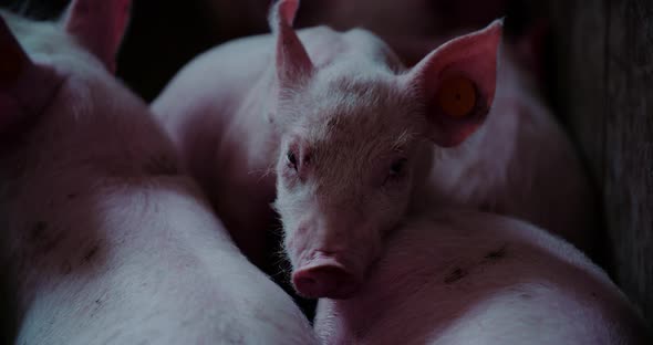 Pigs at Livestock Farm Pork Production Piglet Breeding