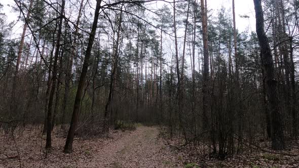 Small Road in the Forest During the Day