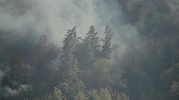 Fire in the forest. Strong fire and mist in the forest