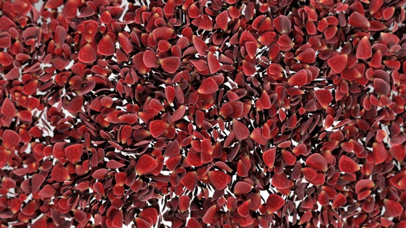 Rose Petals Heart Growth Shot 03