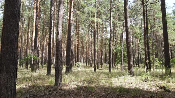 Landscape Inside the Forest with Pine Trees