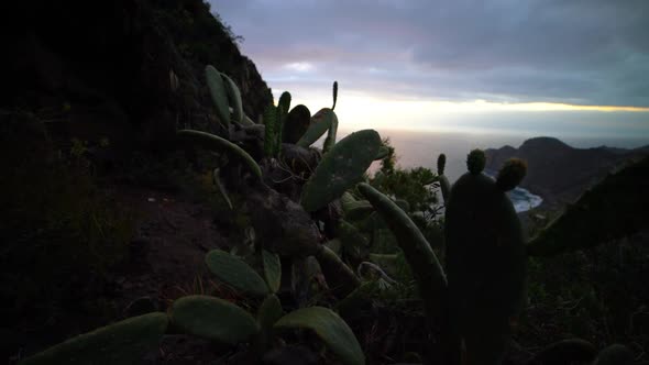 Cacti And Plants On Mountainside Of Tenerife