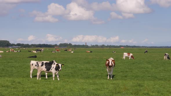 Black and white cows in the meadow grazing and looking around