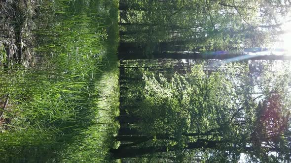 Vertical Video of a Forest with Pine Trees