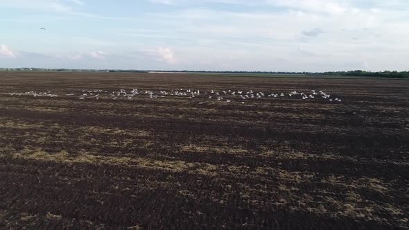 Aerial View Video Footage of Birds Flying Over the Field