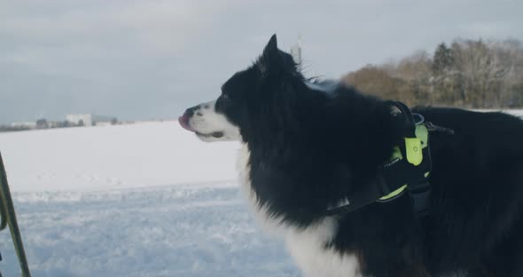 Medium close up shot of an Australian Shepherd sitting down on a snowy field. Sunny winter day. Side