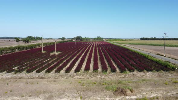 Flying Over Rows Of Red Protea Flowers At Agricultural Plantation In Portugal. Low Aerial