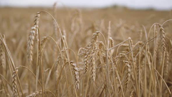 Wheat Field