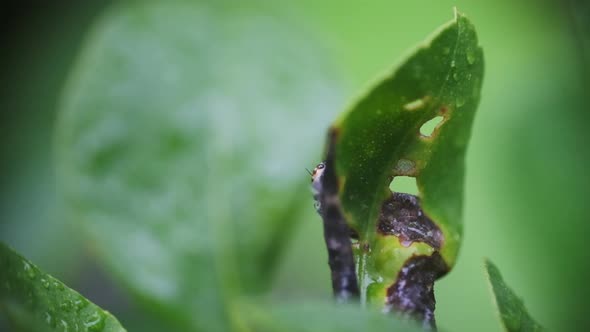 Little jumping spider climbing around a leaf close up slow motion