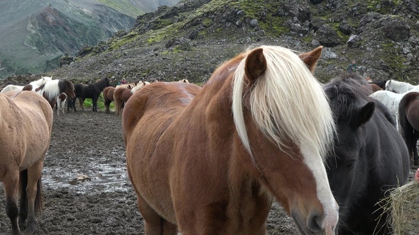 Iceland. Close up portrait of wind blowing mane of Icelandic horse.