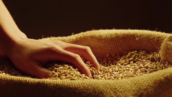 Dry Golden Wheat Closeup