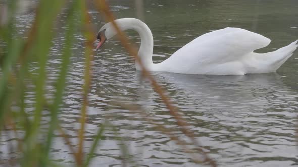 Swan On The Water