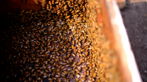 Frames of a beehive, Beekeeper harvesting honey, Bees produce fresh, healthy, honey, Beekeeping conc