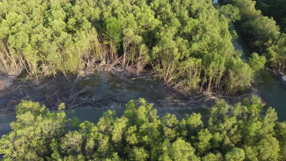 Mangrove tree is cut at swamp