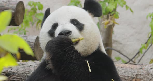 Giant panda Ailuropoda melanoleuca also known as the panda bear or simply the panda