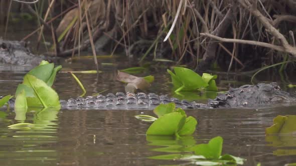 Alligators fighting in South Florida Everglades swamp in slow motion