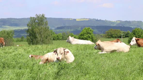 Cows and calves grazing on a spring meadow in sunny day