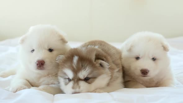 Three Siberian Husky Puppies Lying On White Bed