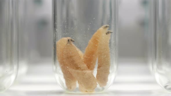 Fly Larvae in Vitro