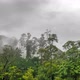 Fog Disperses Over The Rainforest - VideoHive Item for Sale