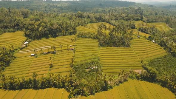 Terrace Rice Fields BaliIndonesia