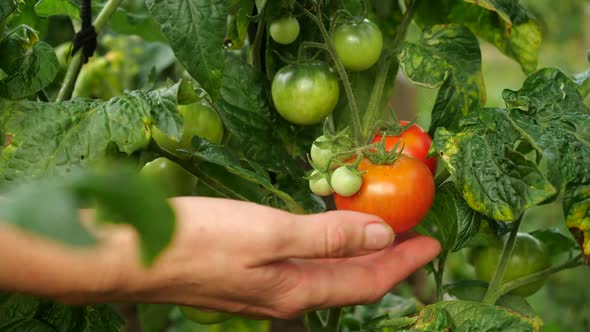 Farmer Is Harvesting Fresh Ripe Tomatoes Leaving Green Ones on the Plant To Ripen. Man's Hand Picks