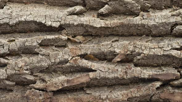 Texture of the Bark of a Rough Rough Tree Closeup