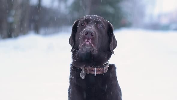 labrador with vitiligo sticks out his tongue and licks his nose. Looks funny