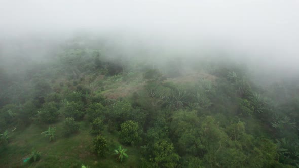 Dense morning mist fog over the forest in Koh Samui, Thailand