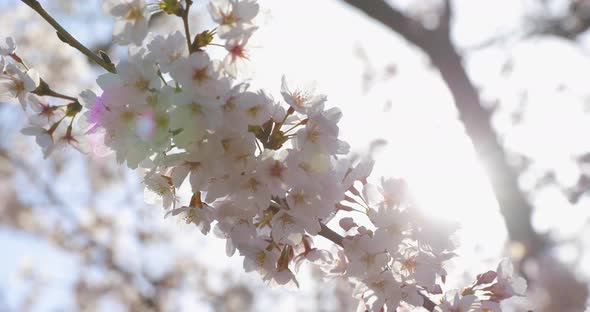 The Best Cherry Blossom in Tokyo