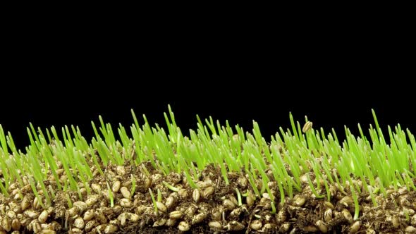 Wheatgrass Growing Time Lapse