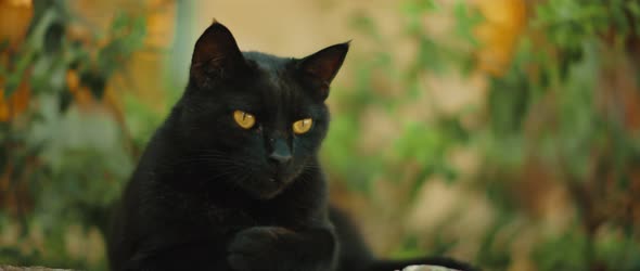 Black yellow-eyed cat relaxing and meowing, nature background, slow motion 4K