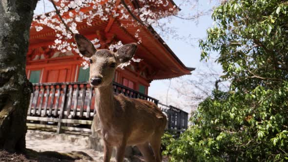 Detailed Footage of a Wild Fallow Deer Under a Sakura Tree in Japan