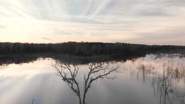 Slowly flying around a unique tree that looks like deer antlers, turning to reveal a beautiful sunse