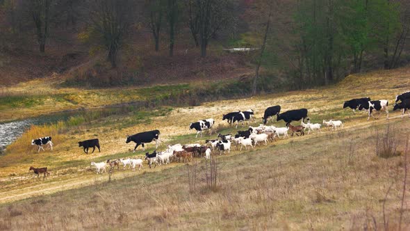 Herd of Cows Walking on Pasture