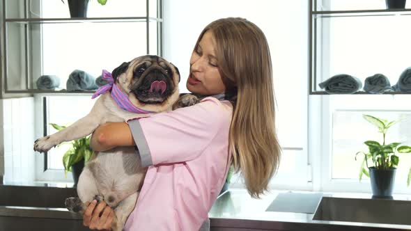 The Vet Is Taking the Pug Dog on Her Arms