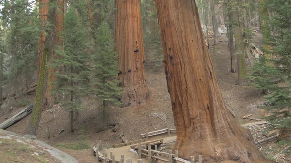 Trail in a forest with Sequoia trees