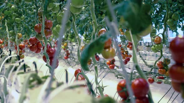 Fresh Ripe Tomatoes in Greenhouse